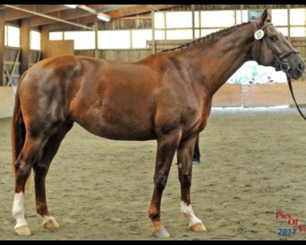 dressage horse Fila (Rhinelander, 2002, from Fidermark)