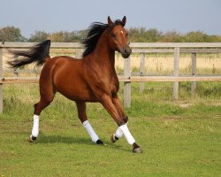 horse Kurajj (Arabian thoroughbred, 2009, from Marajj ox)