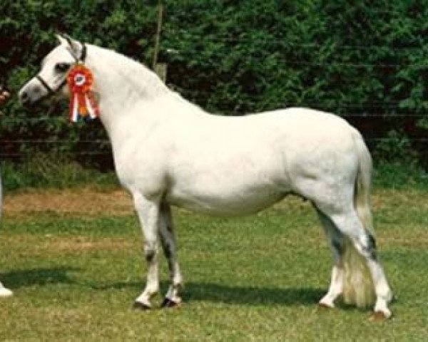 broodmare Sunwillow Isola (Welsh mountain pony (SEK.A), 1976, from Marsh Crusader)