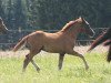 stallion Quaterly Diamond (German Sport Horse, 2014, from Quaterback)