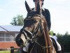 jumper Coco 307 (Oldenburg show jumper, 2011, from Conthargos)