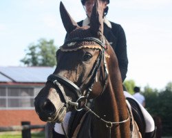 jumper Coco 307 (Oldenburger Springpferd, 2011, from Conthargos)