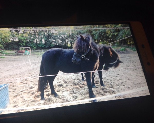 Zuchtstute Kjara (Shetland Pony, 2014, von Pelicio van carpe diem)