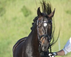 broodmare Seraphin 16 (Oldenburg, 2008, from Sandro Hit)