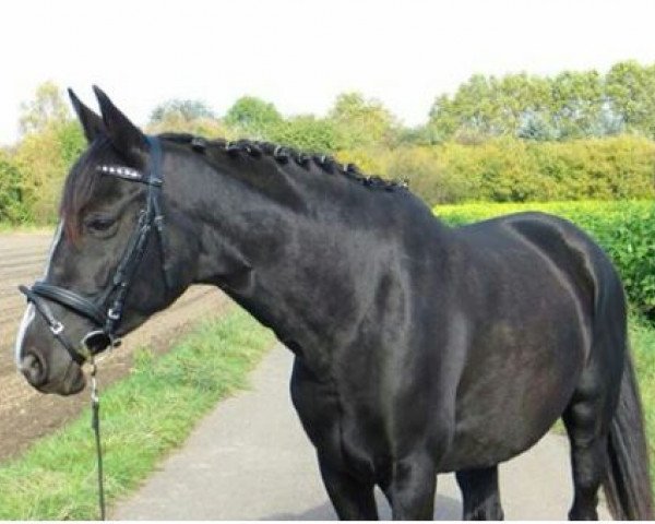 Zuchtstute Rapsody A (Trakehner, 2006, von Welcar Pegasus ox)