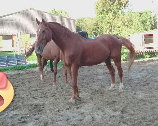 Pferd Drakker (Westfale,  , von Der Clou)