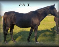 broodmare G-Chantal (Holsteiner, 1992, from Calypso I)