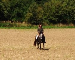 Pferd Brownhill Storm (Connemara-Pony, 2010)