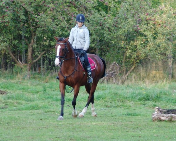 horse Lady Glasson (Irish Sport Horse, 2008)