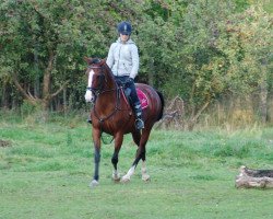 Pferd Lady Glasson (Irish Sport Horse, 2008)