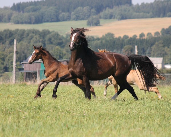 broodmare Paffy (German Sport Horse, 2010, from Don Diamond)