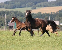 Pferd Paffy (Deutsches Sportpferd, 2010, von Don Diamond)