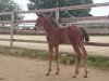 dressage horse Satudaro CH (Westphalian, 2015, from Sir Heinrich OLD)