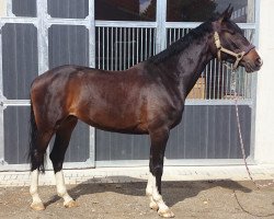 broodmare Boots CH (Holsteiner, 2009, from Corrido 4)