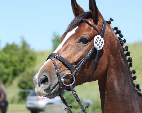 broodmare San Severina (Hanoverian, 2008, from San Amour I)