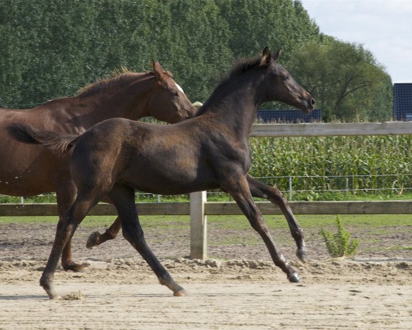 Dressurpferd Kilate Van De Ingelhoeve (Koninklijk Warmbloed Paardenstamboek Nederland (KWPN), 2015, von Everdale)