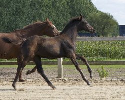 Dressurpferd Kilate Van De Ingelhoeve (KWPN (Niederländisches Warmblut), 2015, von Everdale)