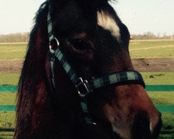 dressage horse Grey Shadow (Oldenburg, 2014, from Grey Flanell)