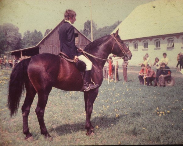 stallion Manevrs (Latvian Warmblood, 1975, from Misters)