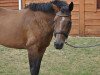 Springpferd Passion Princess (Tschechisches Warmblut, 2007, von Baloubino B)