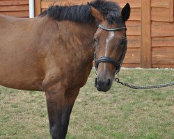 Springpferd Passion Princess (Tschechisches Warmblut, 2007, von Baloubino B)