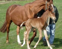 broodmare Ikona (Mecklenburg, 1997, from Ingolf)