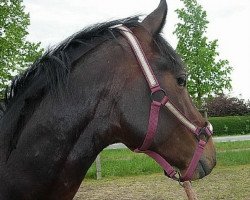 dressage horse Lucky Luke (Oldenburg, 2007, from Lord Sinclair III)