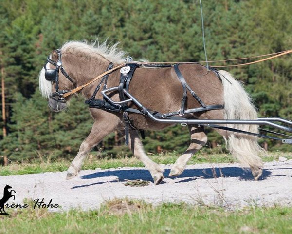 Deckhengst Eclipse van d'Eul (Shetland Pony, 2011, von Grandioso van Wegdam)