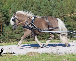 horse Eclipse van d'Eul (Shetland Pony, 2011, from Grandioso van Wegdam)