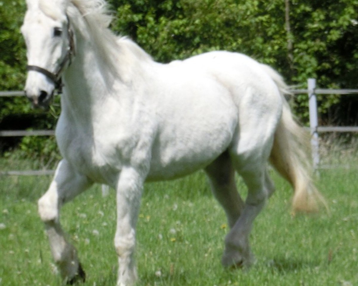 Zuchtstute Lavendel (Holsteiner, 1981, von Losander)