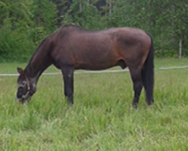 Pferd Diskant 16 (Hannoveraner, 1980, von Dirk)