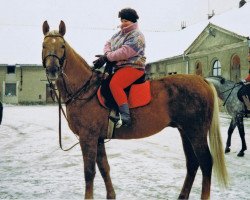 stallion Dux Lipsky (Czech Warmblood, 1986, from Dux)