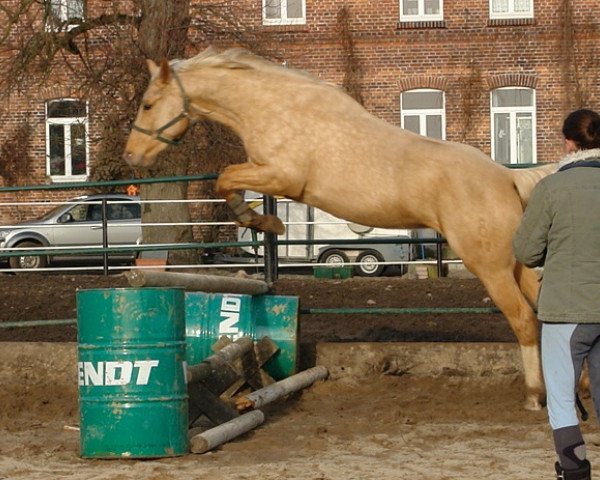 broodmare Raumzeit MD (Oldenburg, 2009, from Quaterback)