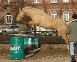 horse Raumzeit MD (Oldenburger, 2009, from Quaterback)