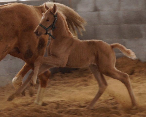 broodmare Lichtgestalt MD (Oldenburg, 2015, from Livaldon)