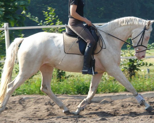 broodmare Nordlicht MD (German Sport Horse, 2009, from Wolkenwind)