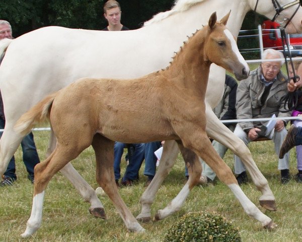 broodmare Bella Lucia MD (German Sport Horse, 2015, from Balou du Rouet)