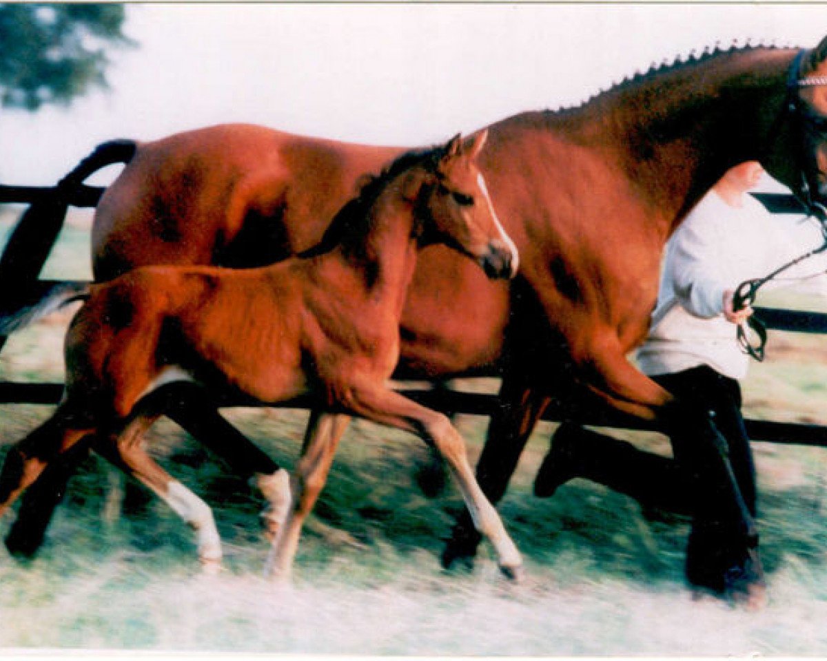 broodmare Fleur XIII (Trakehner, 1984, from Tuemmler)