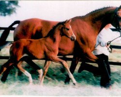 Zuchtstute Fleur XIII (Trakehner, 1984, von Tuemmler)