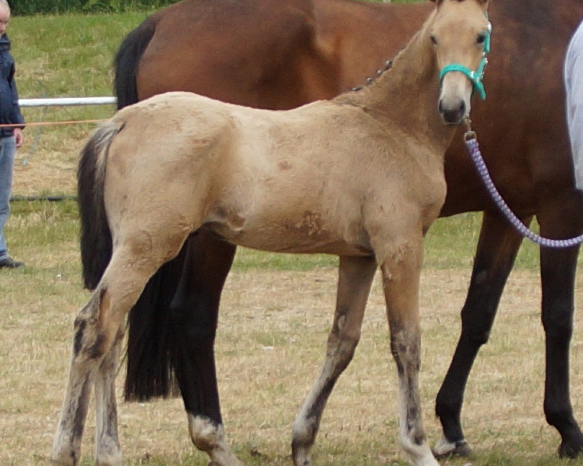 dressage horse BP MD (German Sport Horse, 2015, from Beryllium MD)