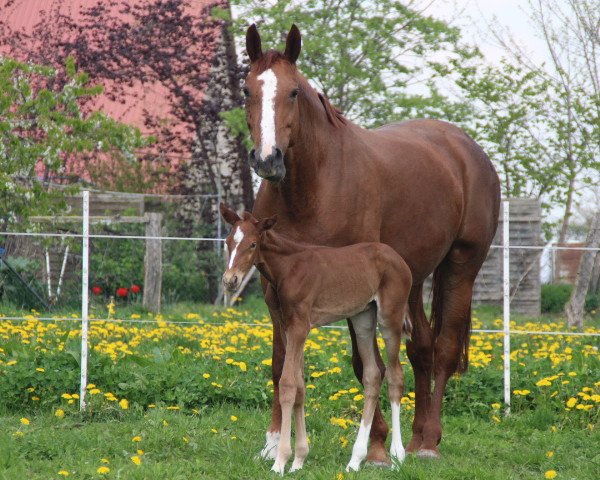 broodmare Rave Side (Oldenburg, 2007, from Royal Olymp 142 FIN)