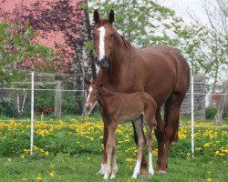 broodmare Rave Side (Oldenburg, 2007, from Royal Olymp 142 FIN)