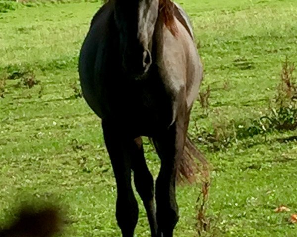 dressage horse Carl (Oldenburg, 2013, from Christ)