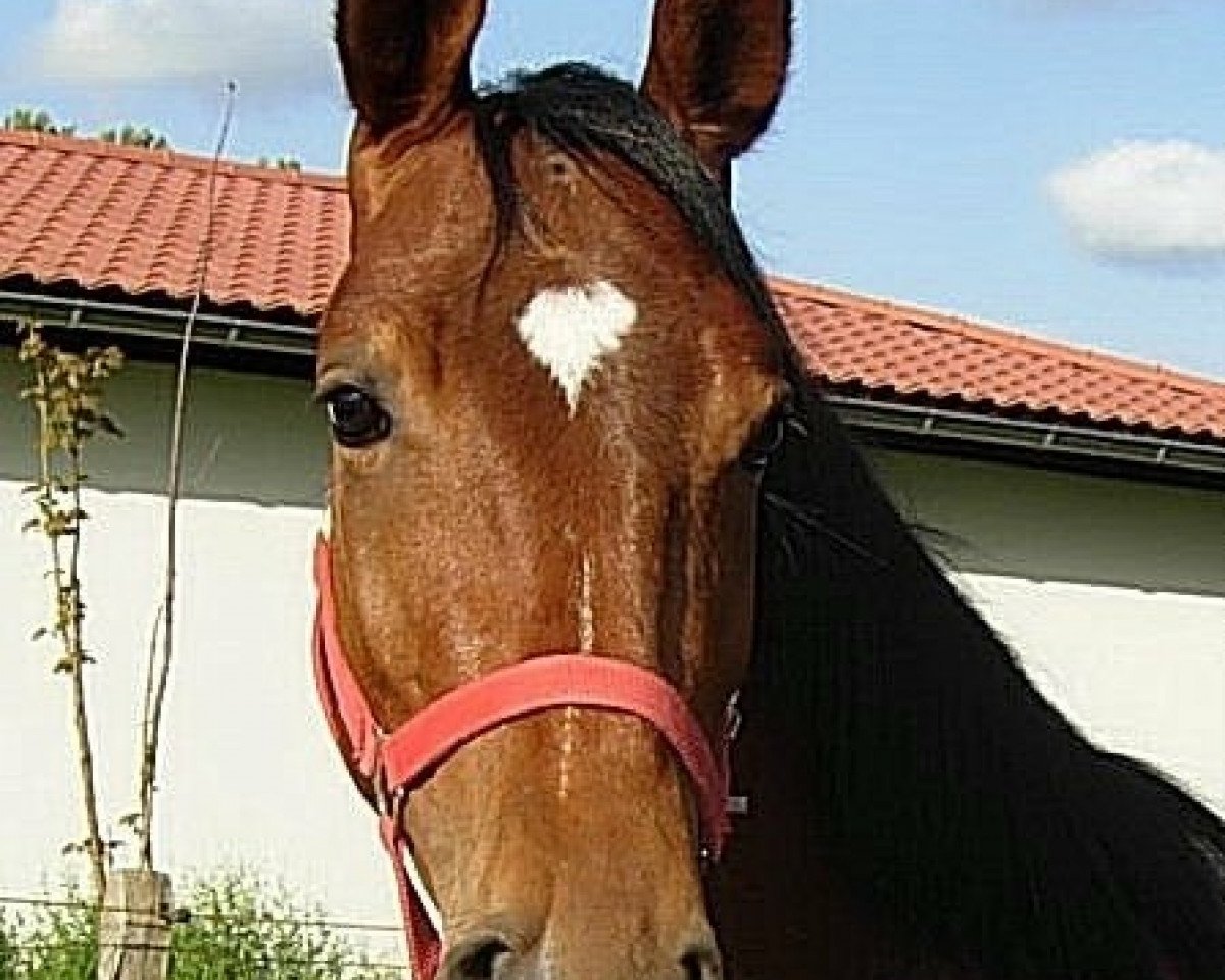 horse Wannsee (Oldenburg, 2007, from Wind Dancer)