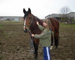 broodmare Madonna B (Mecklenburg, 1996, from Manso xx)