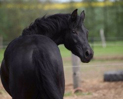 broodmare Cosma Shiva 21 (Oldenburg, 2008, from Casino Royal)