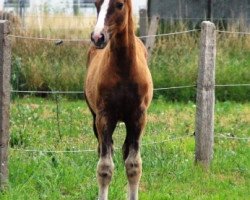 Dressurpferd Bolero Dance B (Oldenburger, 2015, von Belantis)