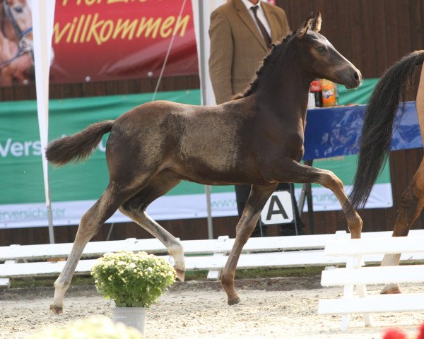 dressage horse Grey's Gentleman (German Riding Pony, 2021, from Golden Grey NRW)