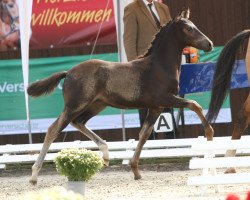 Pferd Grey's Gentleman (Deutsches Reitpony, 2021, von Golden Grey NRW)