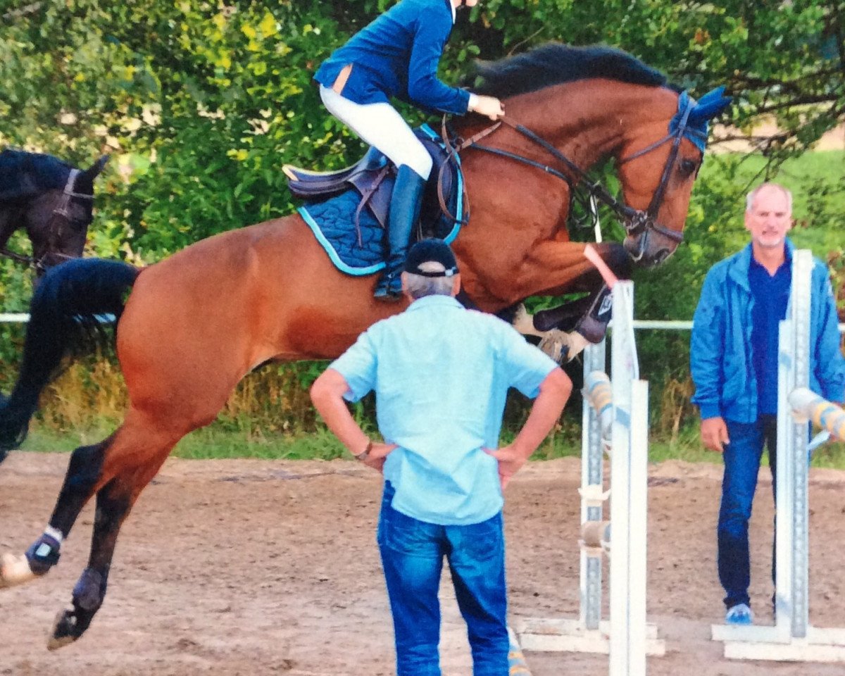 jumper Bastiaan 8 (KWPN (Royal Dutch Sporthorse), 2007, from Sunny)